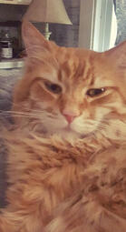 Old Man Henry